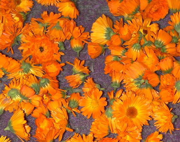 Al Canton Ringelblumen im Trockenschrank