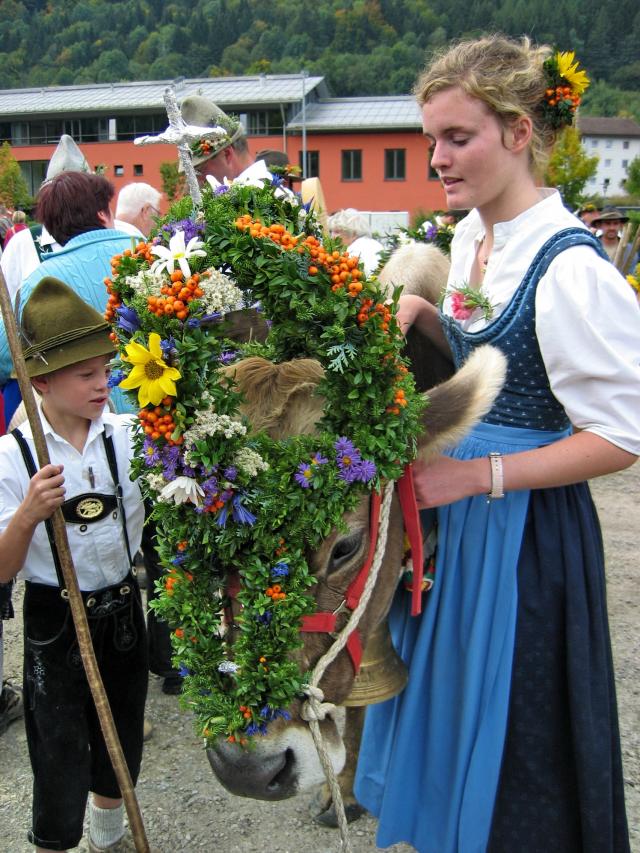 Alpe Mittelberg - Almabtrieb