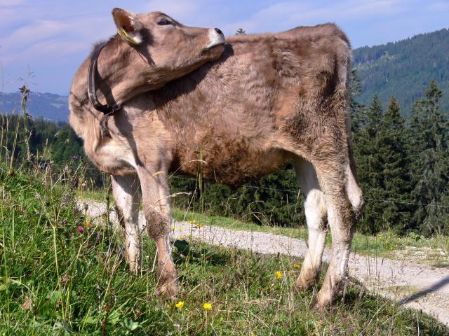 Alpe Mittelberg - Kälbchen