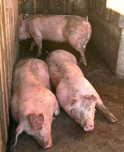 Alpe Mittelberg - Alpschweine