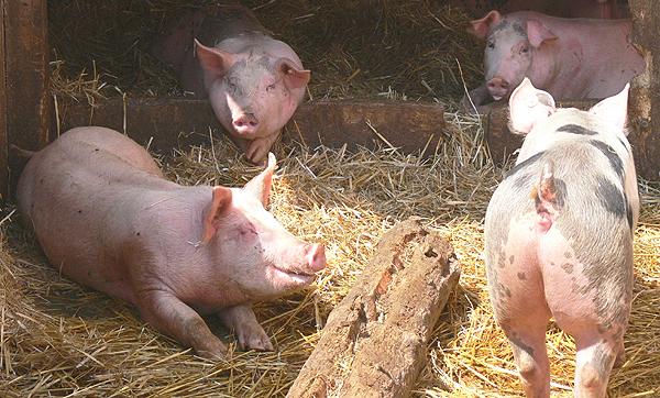 Stoffelberg Alpschweine