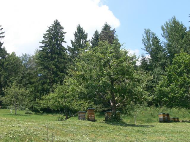 Streuobstwiese mit Bienenkästen