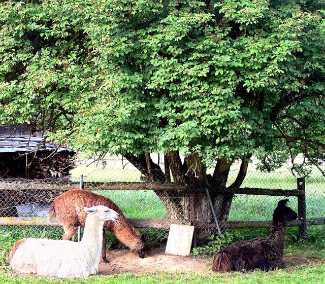 Lamas bei Deplazes